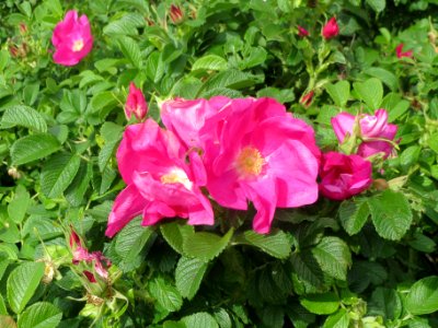20140515Rosa_rugosa2
