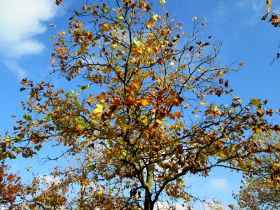 20141107Platanus_×_hispanica2