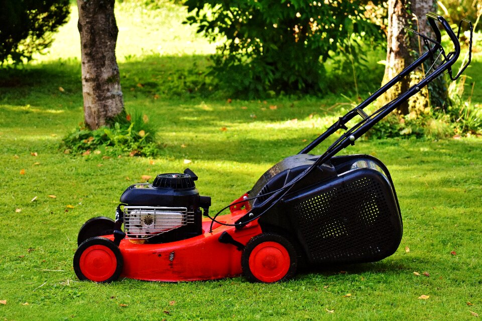 Cut grass grass surface garden