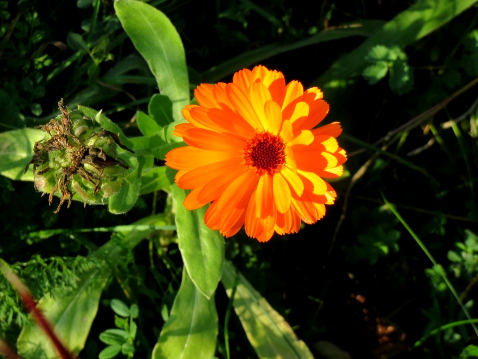 20141003Calendula_officinalis5