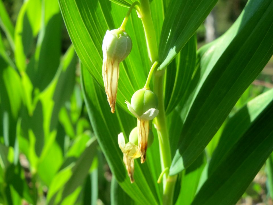 20140523Polygonatum_odoratum5