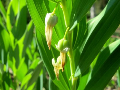 20140523Polygonatum_odoratum5