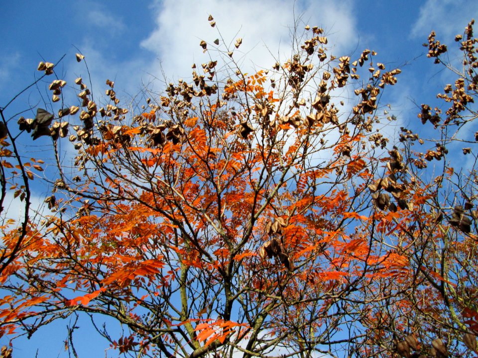 20141107Koelreuteria_paniculata1