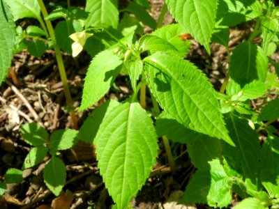 20140523Impatiens_parviflora1