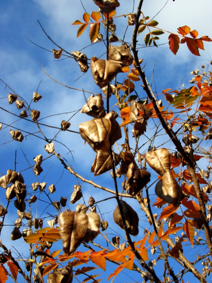 20141107Koelreuteria_paniculata3