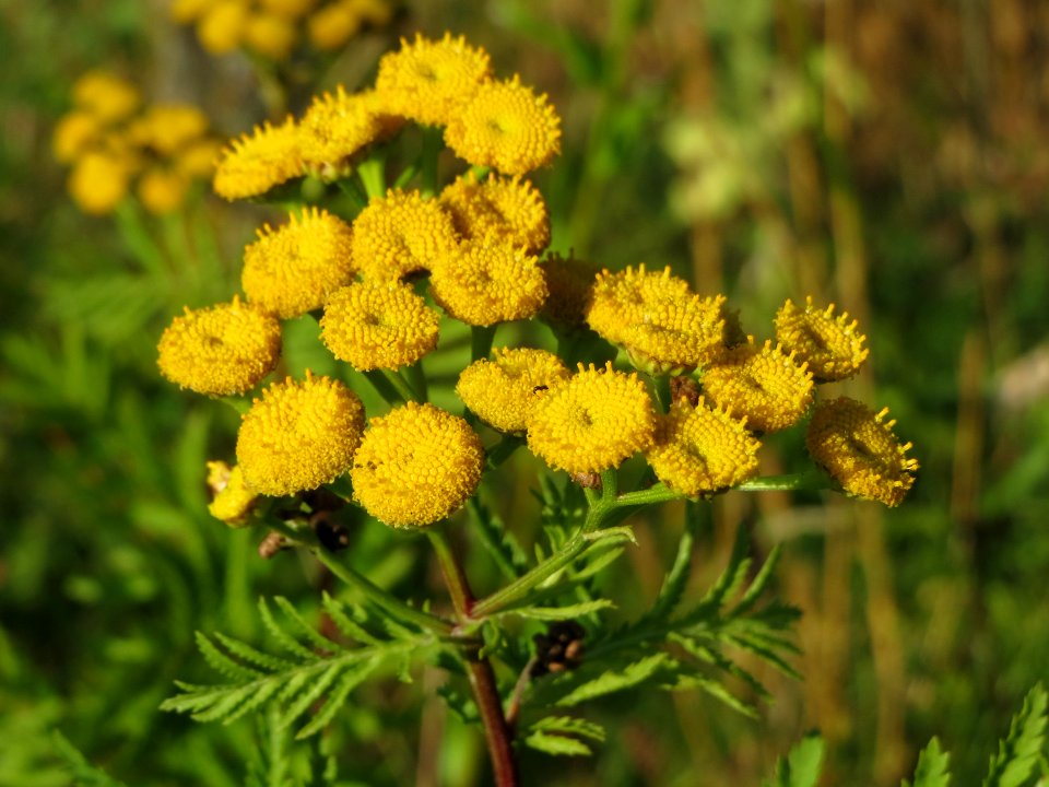 20141003Tanacetum_vulgare
