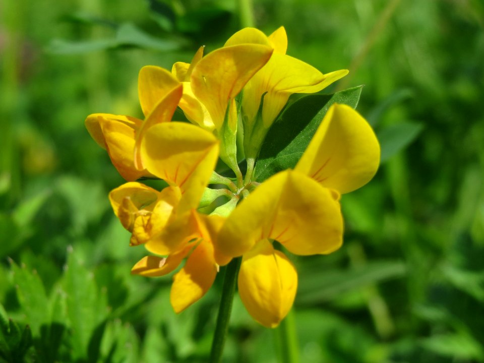 20140523Lotus_corniculatus4