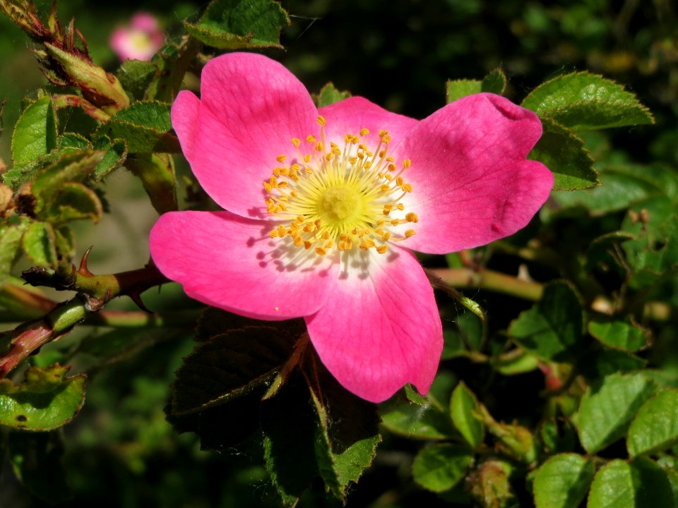 20140520Rosa_rubiginosa3