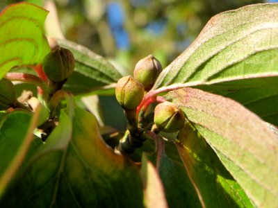 20141011Cornus_mas3