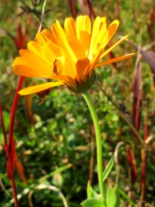 20141003Calendula_officinalis2