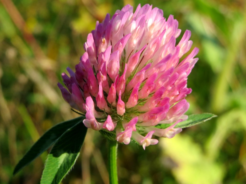 20141003Trifolium_pratense