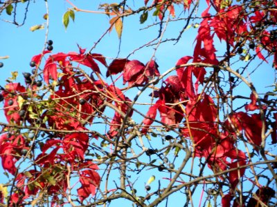 20141011Parthenocissus_quinquefolia01