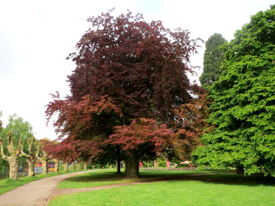 20140502Fagus_sylvatica_Purpurea1