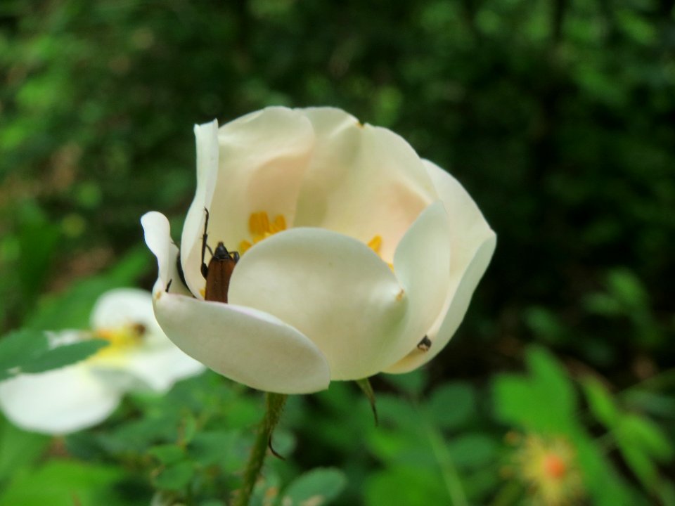 20140516Rosa_spinosissima2