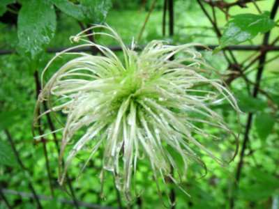 20140501Clematis_alpina2