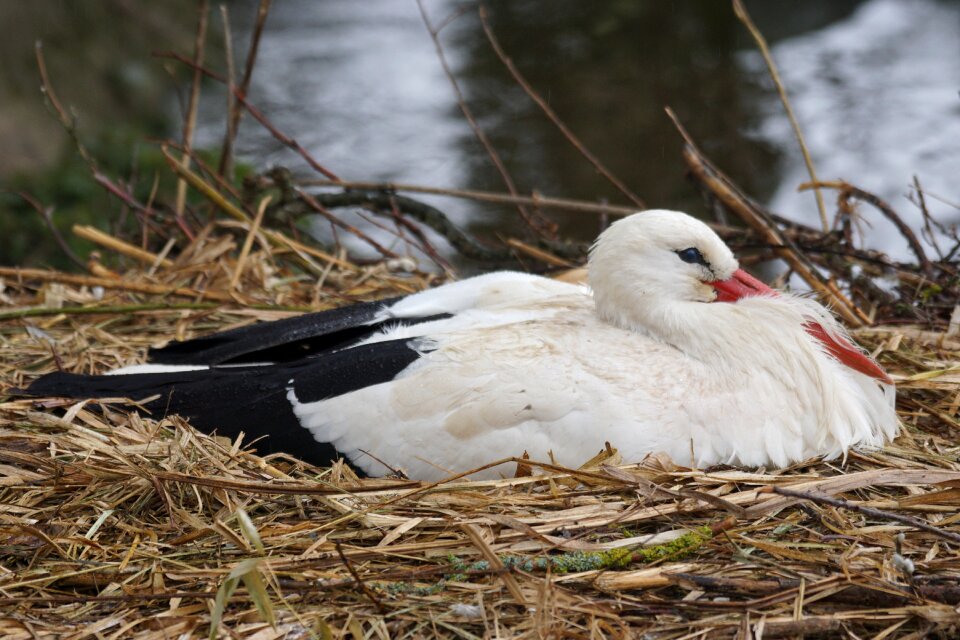 Nest nature storchennest