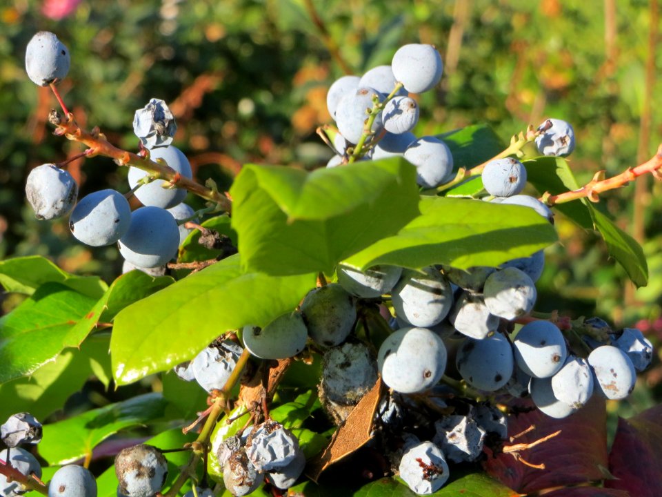 20141011Mahonia_aquifolium2