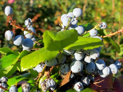 20141011Mahonia_aquifolium2