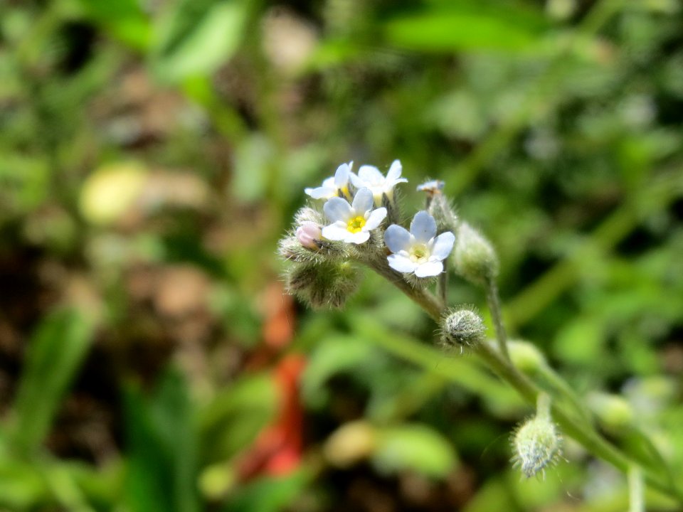 20140523Myosotis_arvensis1