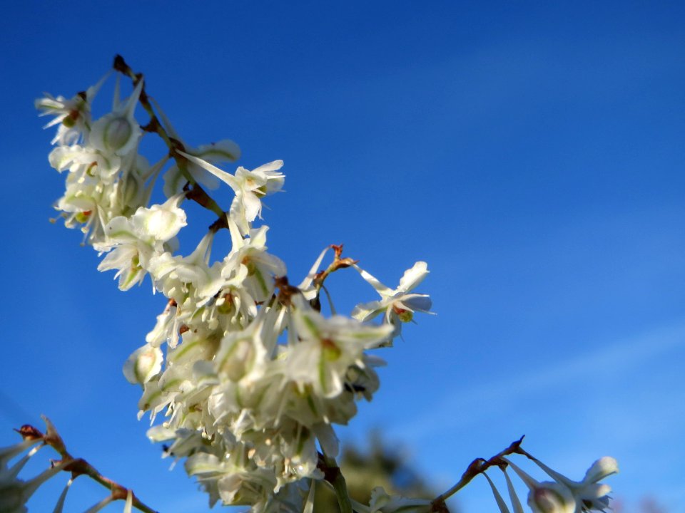 20141011Fallopia_baldschuanica1