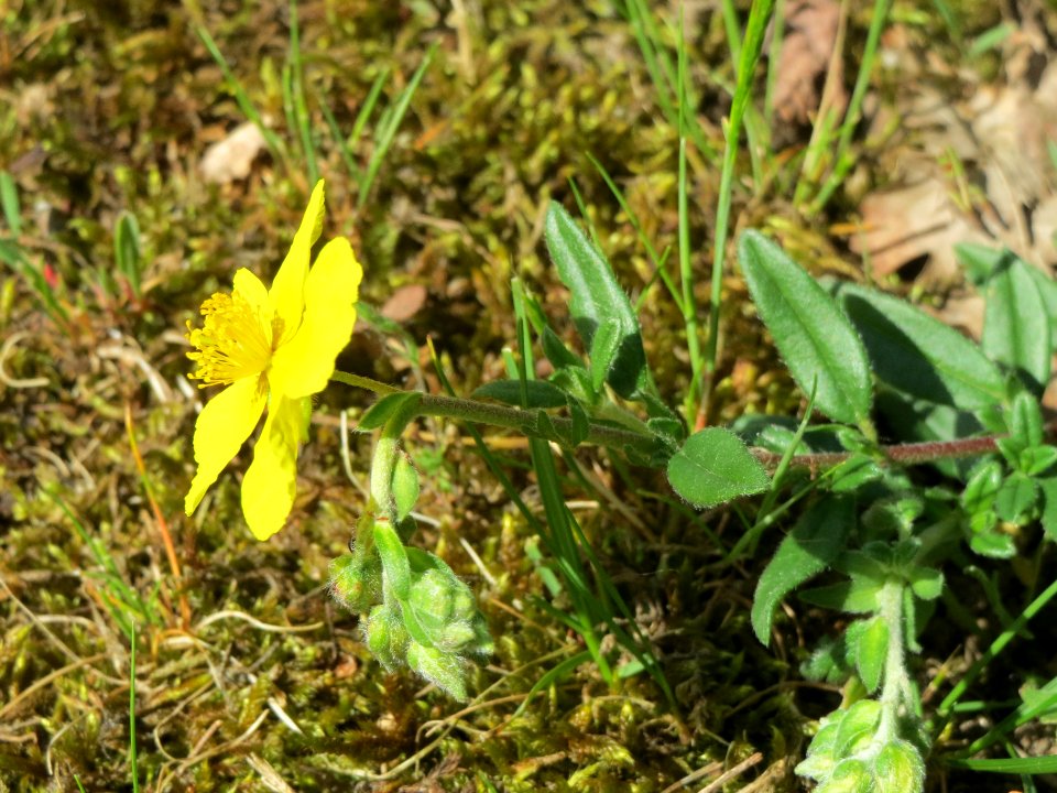 20140523Helianthemum_nummularium4