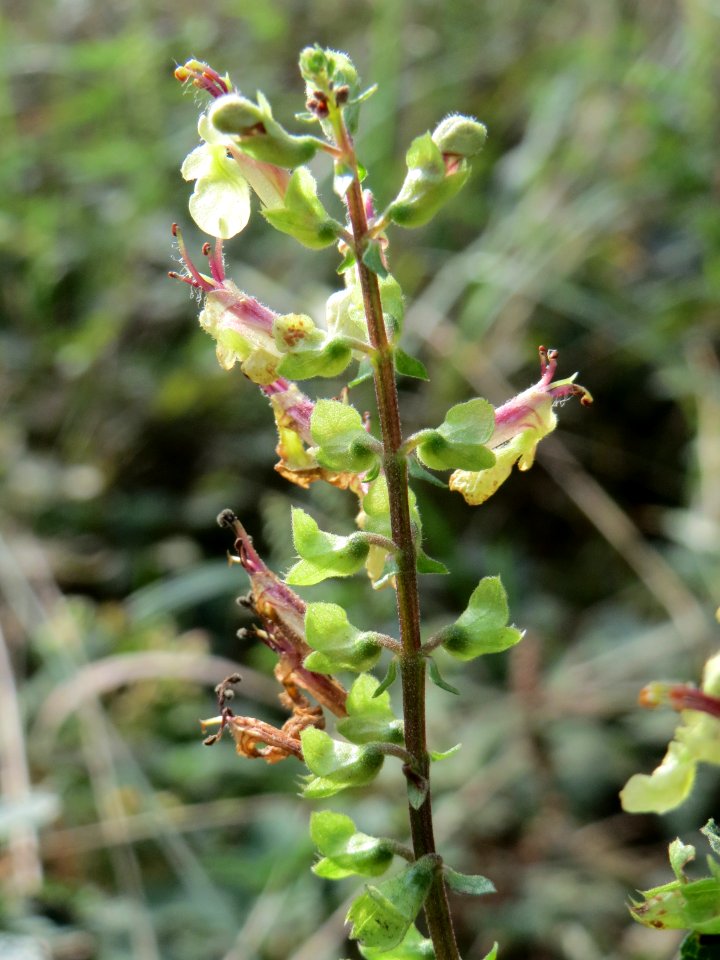 20141015Teucrium_scorodonia1