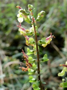 20141015Teucrium_scorodonia1