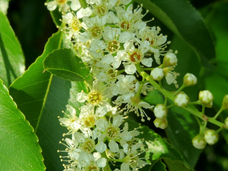 20140430Prunus_serotina6