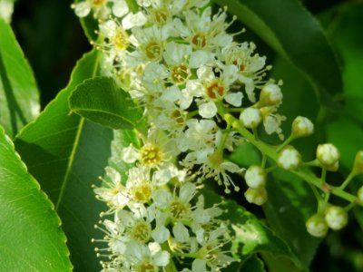20140430Prunus_serotina6