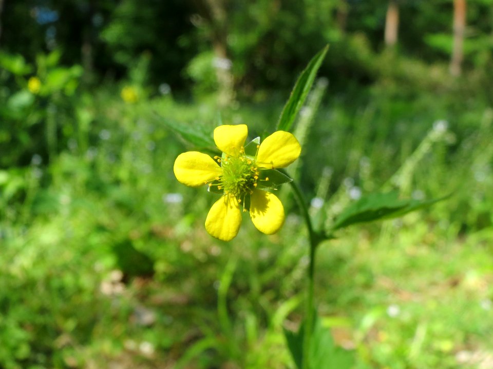 20140523Geum_urbanum