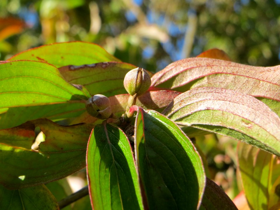 20141011Cornus_mas1