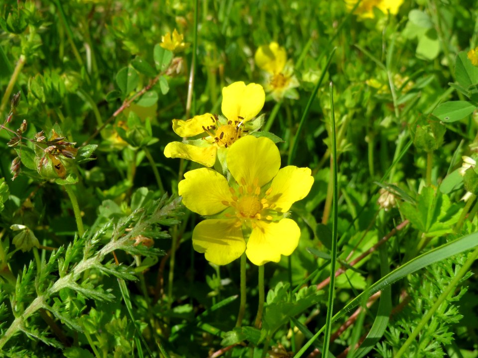 20140524Potentilla_reptans2