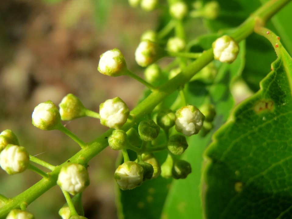 20140430Prunus_serotina1