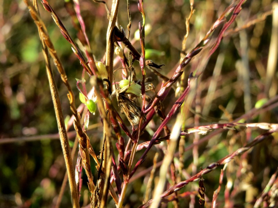 20141011Digitaria_sanguinalis1