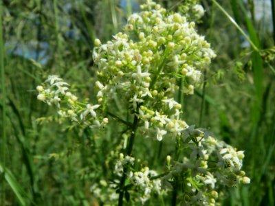 20140524Galium_mollugo1