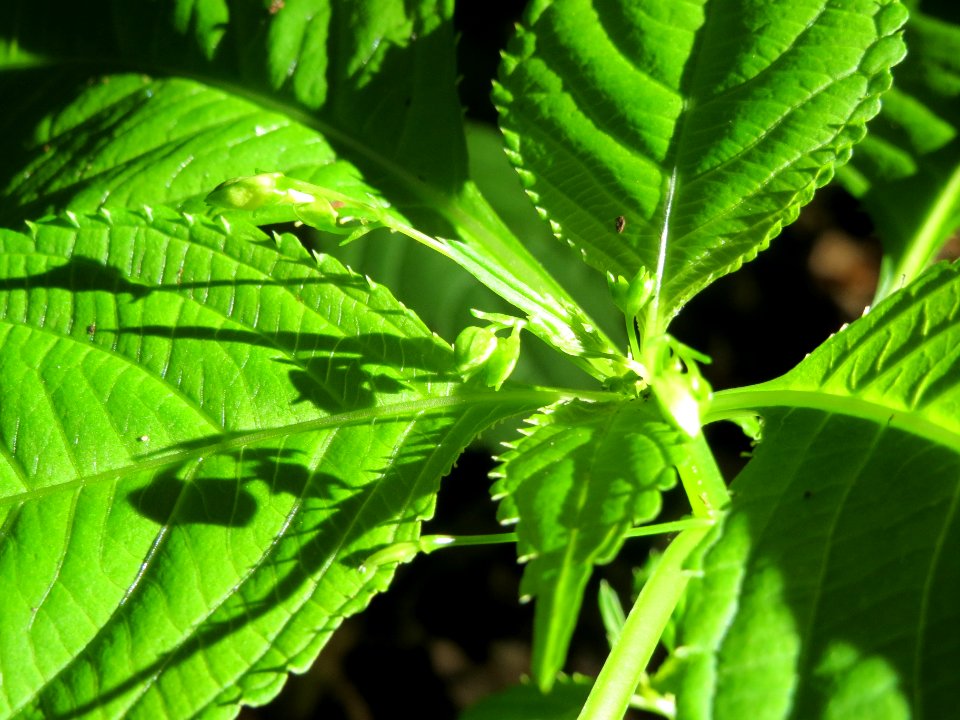 20140523Impatiens_parviflora2