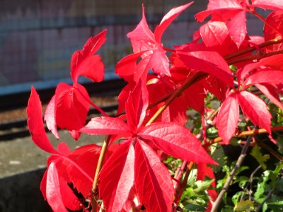 20141011Parthenocissus_quinquefolia03