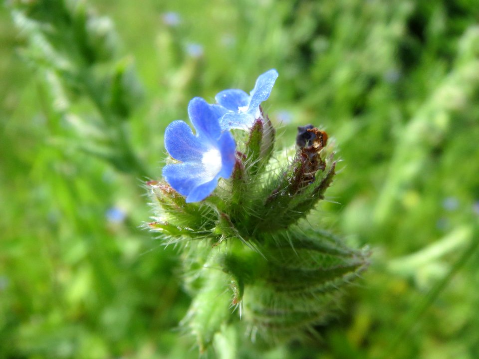 20140524Anchusa_arvensis