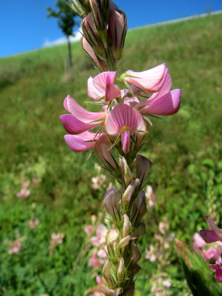 20140523Onobrychis_viciifolia1