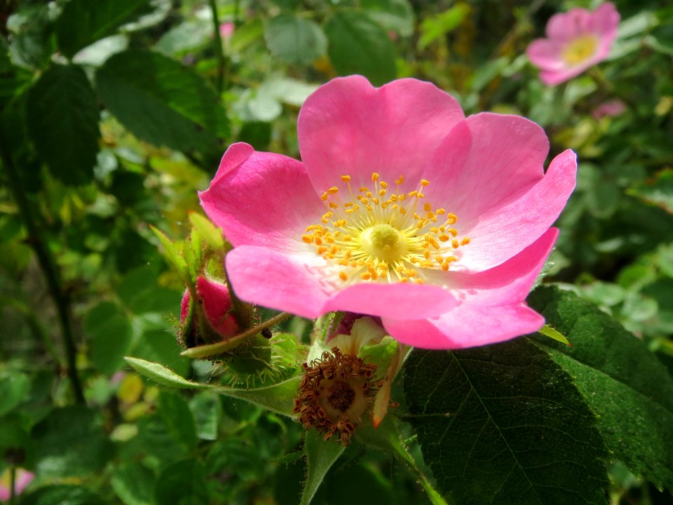 20140521Rosa_rubiginosa6