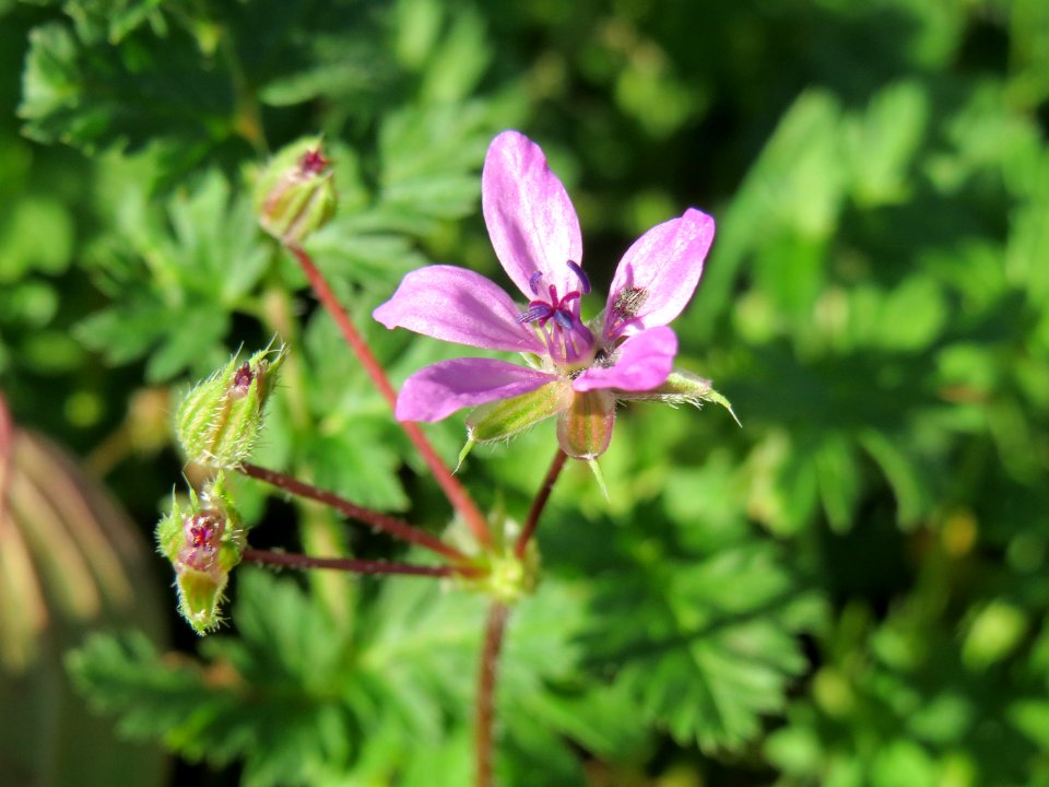 20141011Erodium_cicutarium1