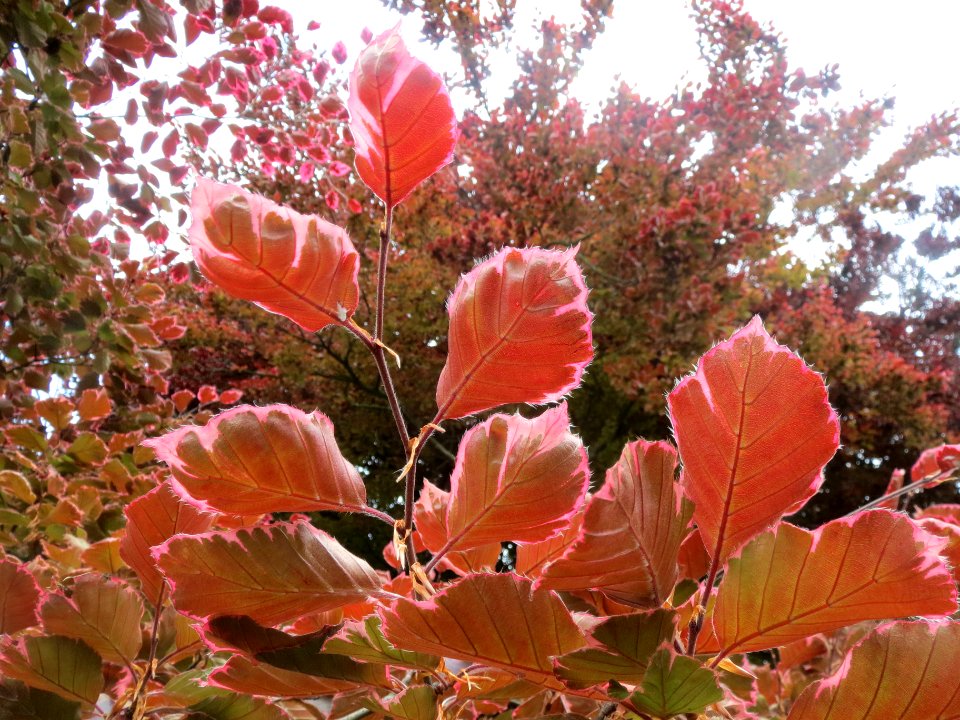 20140502Fagus_sylvatica_Purpurea2