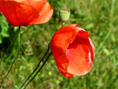 20140524Papaver_rhoeas