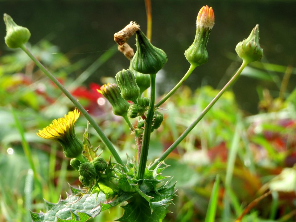 20141005Sonchus_asper