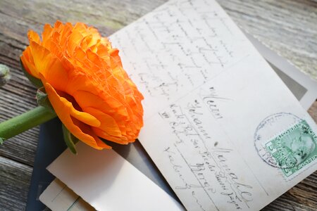 Bloom orange orange flower