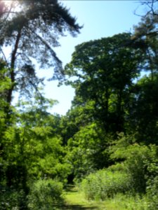 20140523Castanea_sativa1