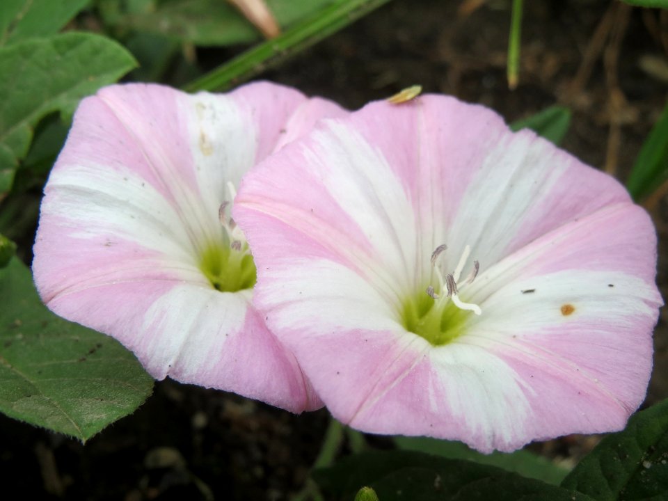 20140526Convolvulus_arvensis1