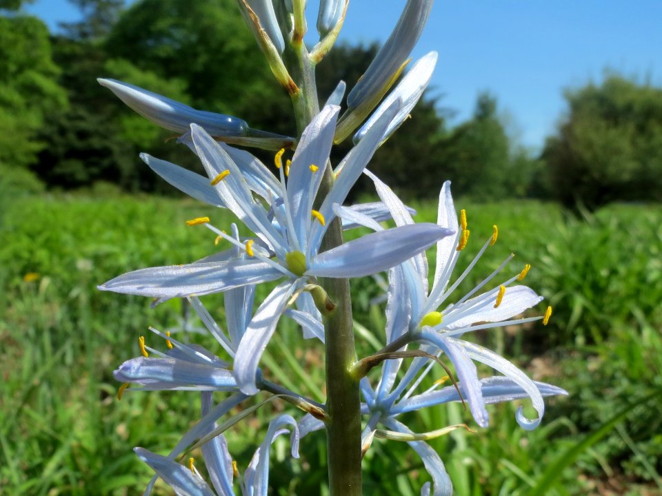 20140504Camassia_cusickii6
