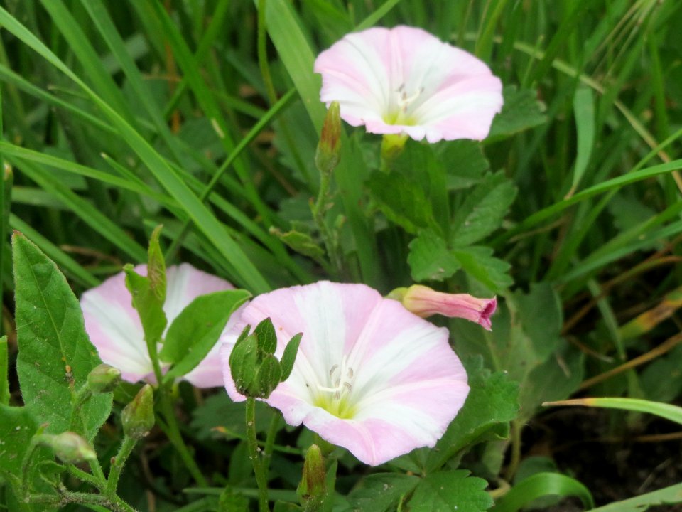20140526Convolvulus_arvensis3