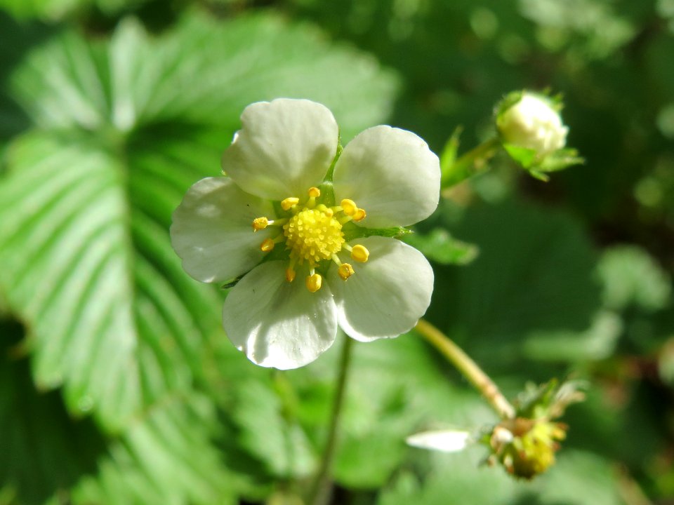 20140504Fragaria_vesca2